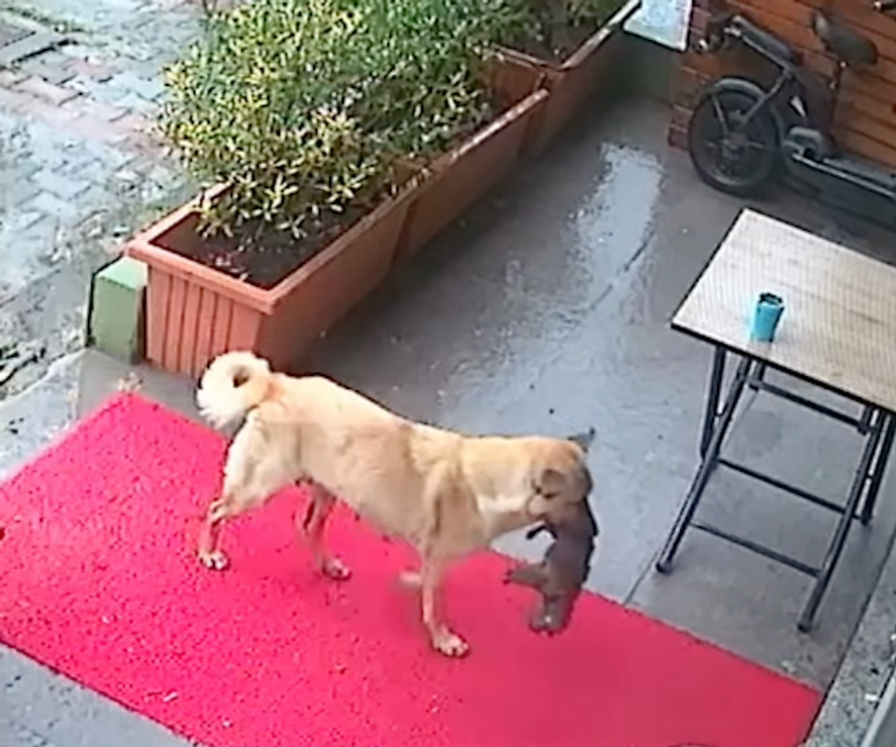 dogs, dog stories, vet, veterinarian, feel good stories, positive news, istanbul, puppies