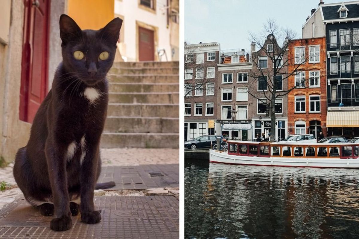cats, cats amsterdam, amsterdam, cat staricases amsterdam, netherlands, travel, postive news