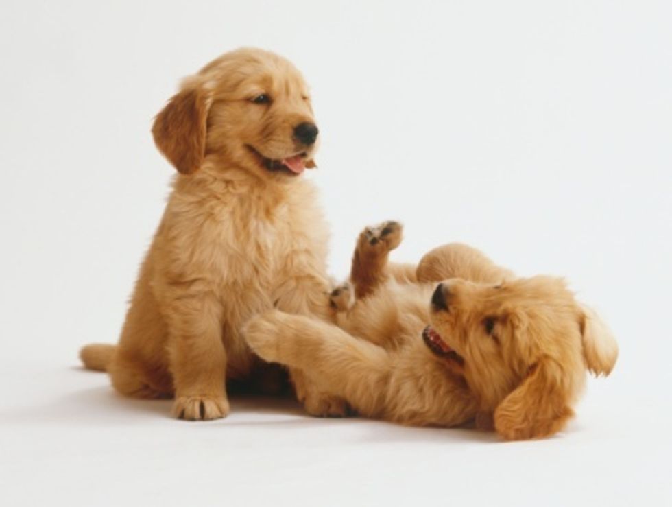 Here's Where To Find the Best Supplies For Your New Puppy