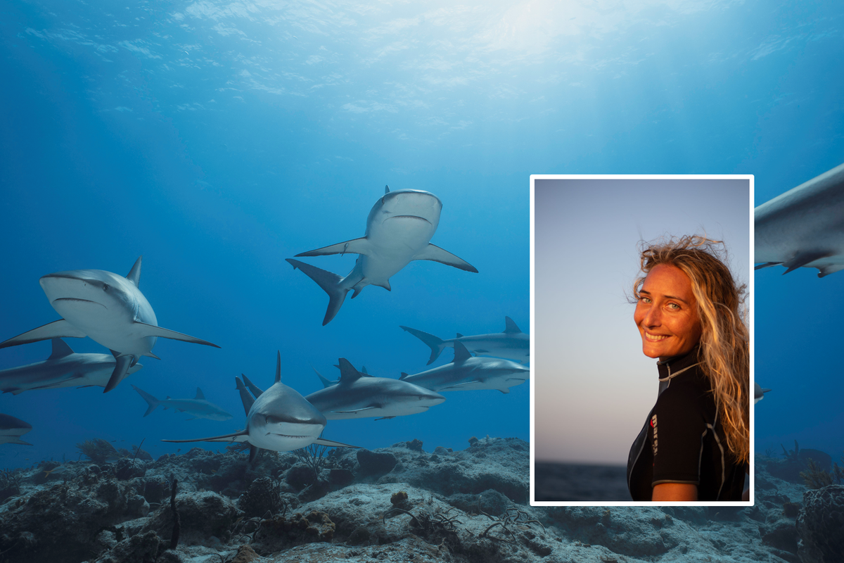 Ginevra Boldrocchi: «Nuotando con gli squali me ne innamorai»