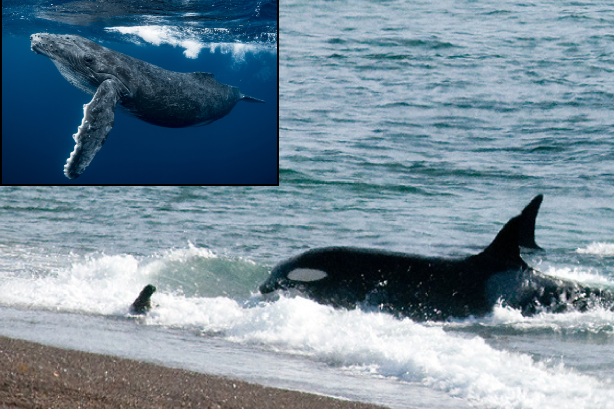 orcas, killer whales, humpback whales, ocean, wildlife, ocean life, marine life, national geographic, viral videos, nature, animals