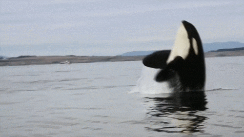 orcas, killer whales, humpback whales, ocean, wildlife, ocean life, marine life, national geographic, viral videos, nature, animals