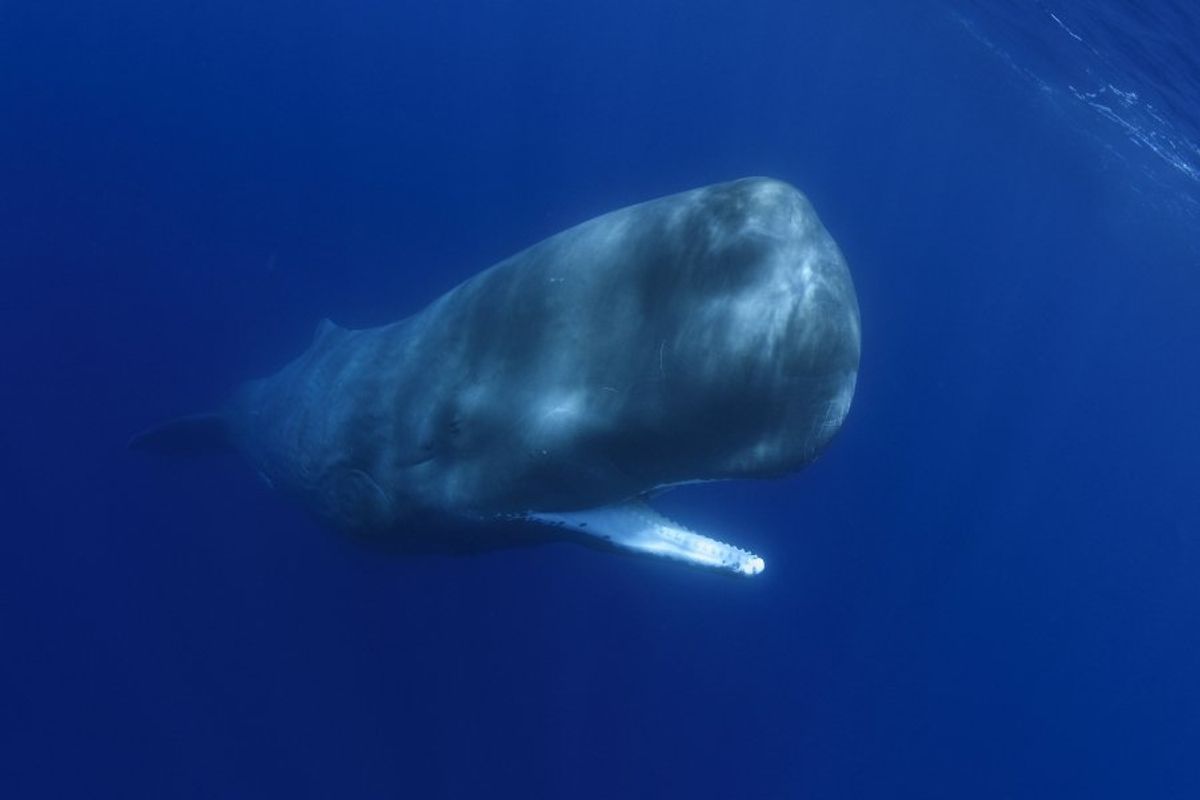 sperm whale, whale behavior, sperm whale calf, marine biology, wildlife