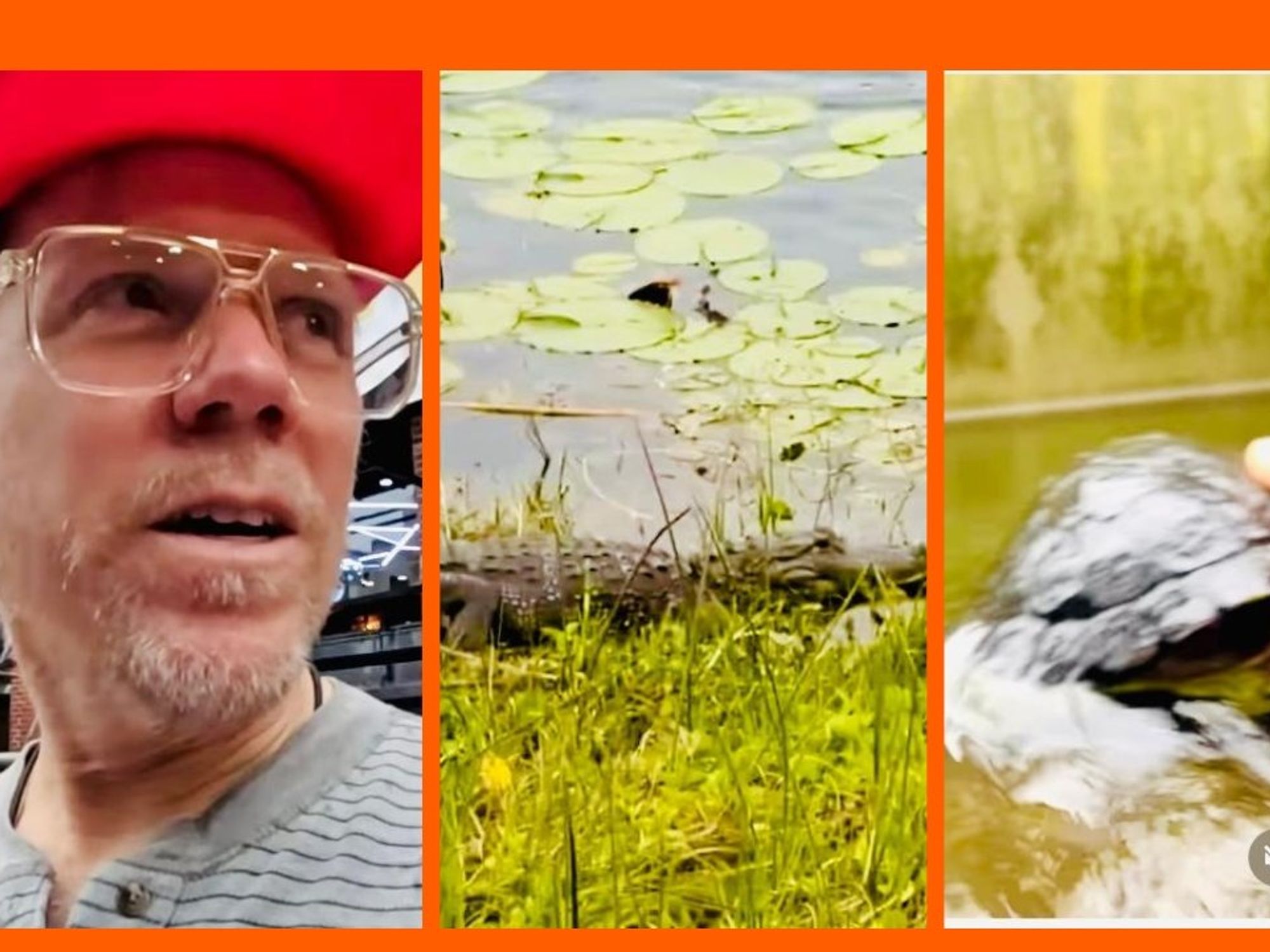 Man jumps into alligator-filled waters to rescue two turtles from a Florida  storm drain