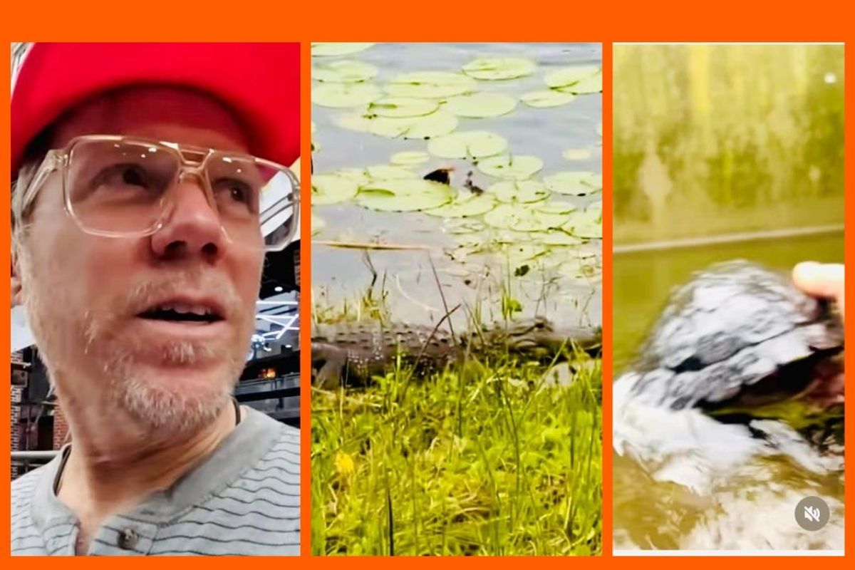 dj douggpound, doug lussenhop, alligators, turtles, flordia