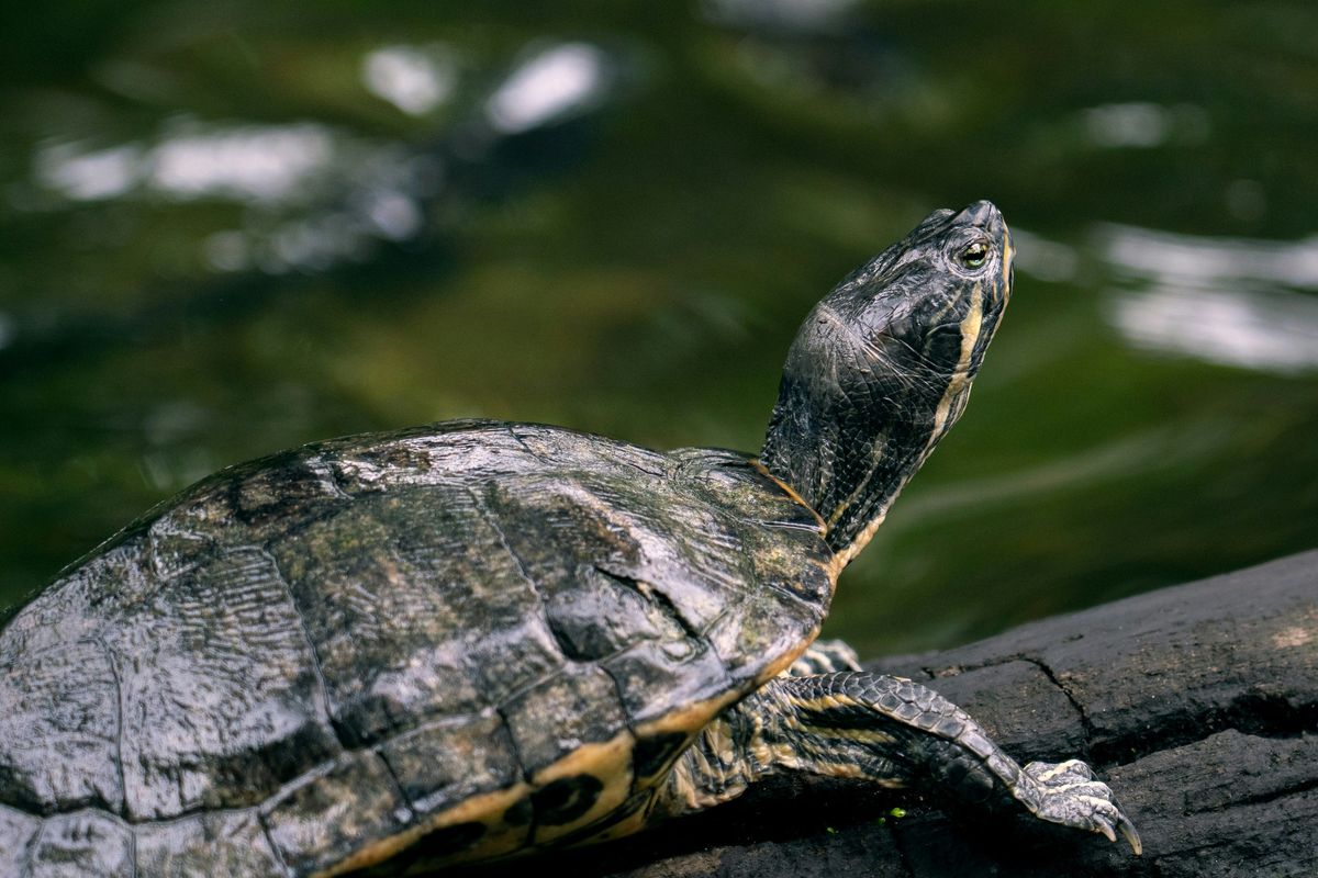 turtle, reptile, wildlife, ponds, nature