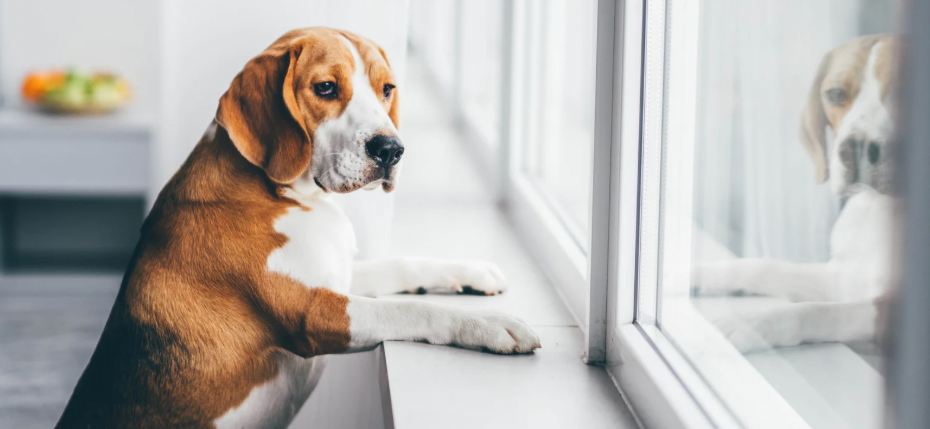 dogs, pets, dog anxiety, dog studies, dog psychology, pet psychology