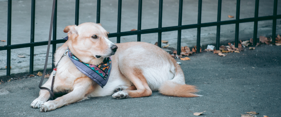 dogs, pets, dog anxiety, dog studies, dog psychology, pet psychology
