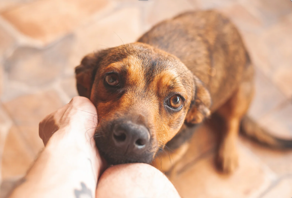 dogs, pets, dog anxiety, dog studies, dog psychology, pet psychology