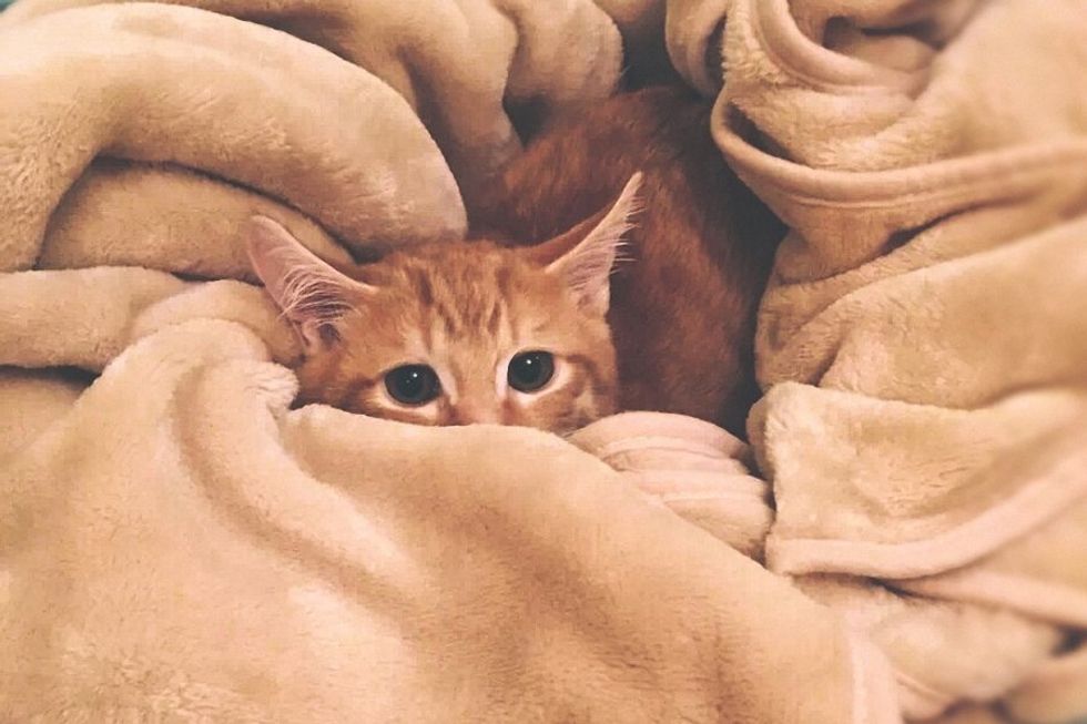 kitten, cats, doctors, hospital, eye infection