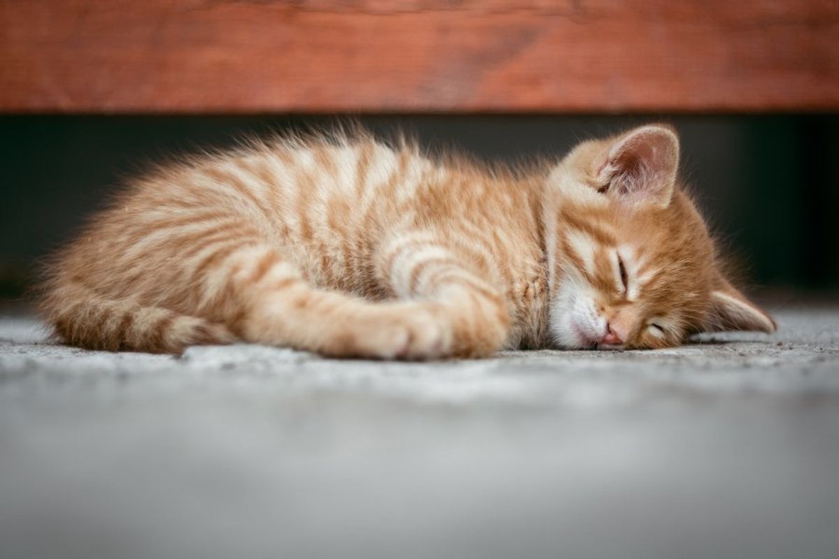 kittens, cats, animals, hospital, eye infection