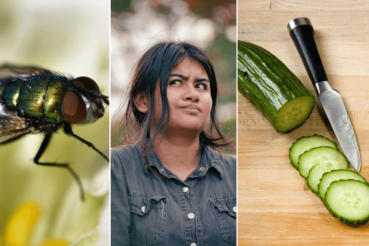 idioms, endangered idioms, weird idioms, funny idioms, catchphrases, common sayings, words of wisdom, english language, words, funny