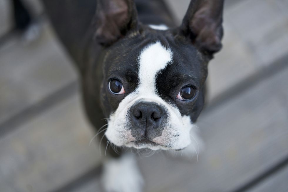 kids, puppies, dogs, animals, pets, cancer, death, fathers, dads, family, love, heartwarming