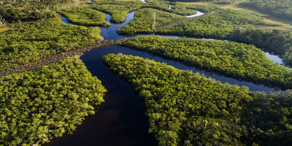 Amazzonia brasiliana risalendo il corso dei fiumi tra foreste infinite e delfini rosa Amazzonia brasiliana risalendo il corso dei fiumi tra foreste infinite e delfini rosa