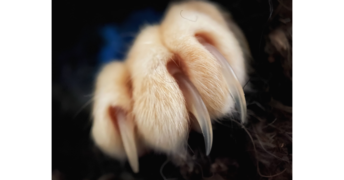 america, american culture, europe, european culture, cats, cat claws, declawing animals, cosmetic surgery