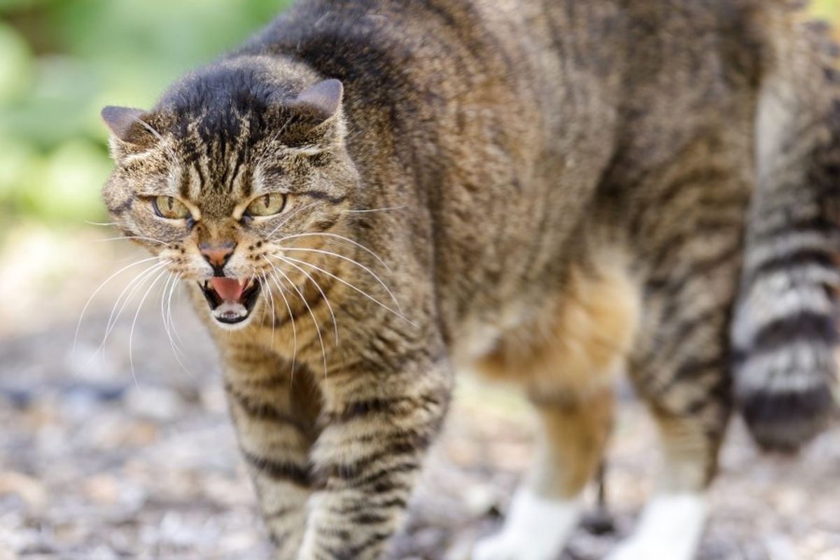cat, aggressive cat, angry cat, rescue cat, hissing cat