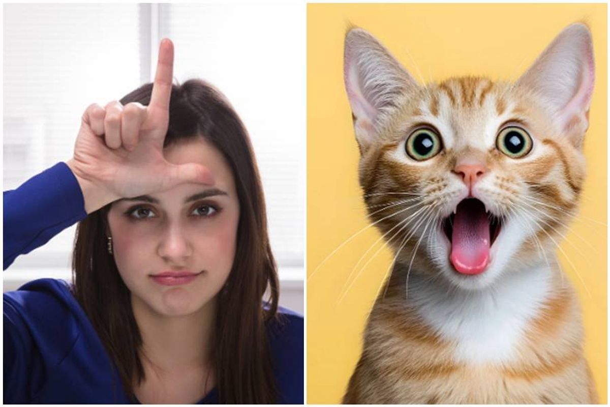 cat, loser, l on forehead, surprised cat, shocked cat, orange cat,