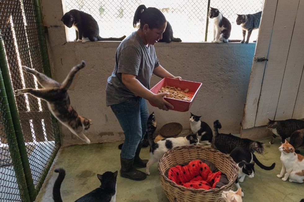 animal shelter, cats, animal rescue, pet adoption, foster pets