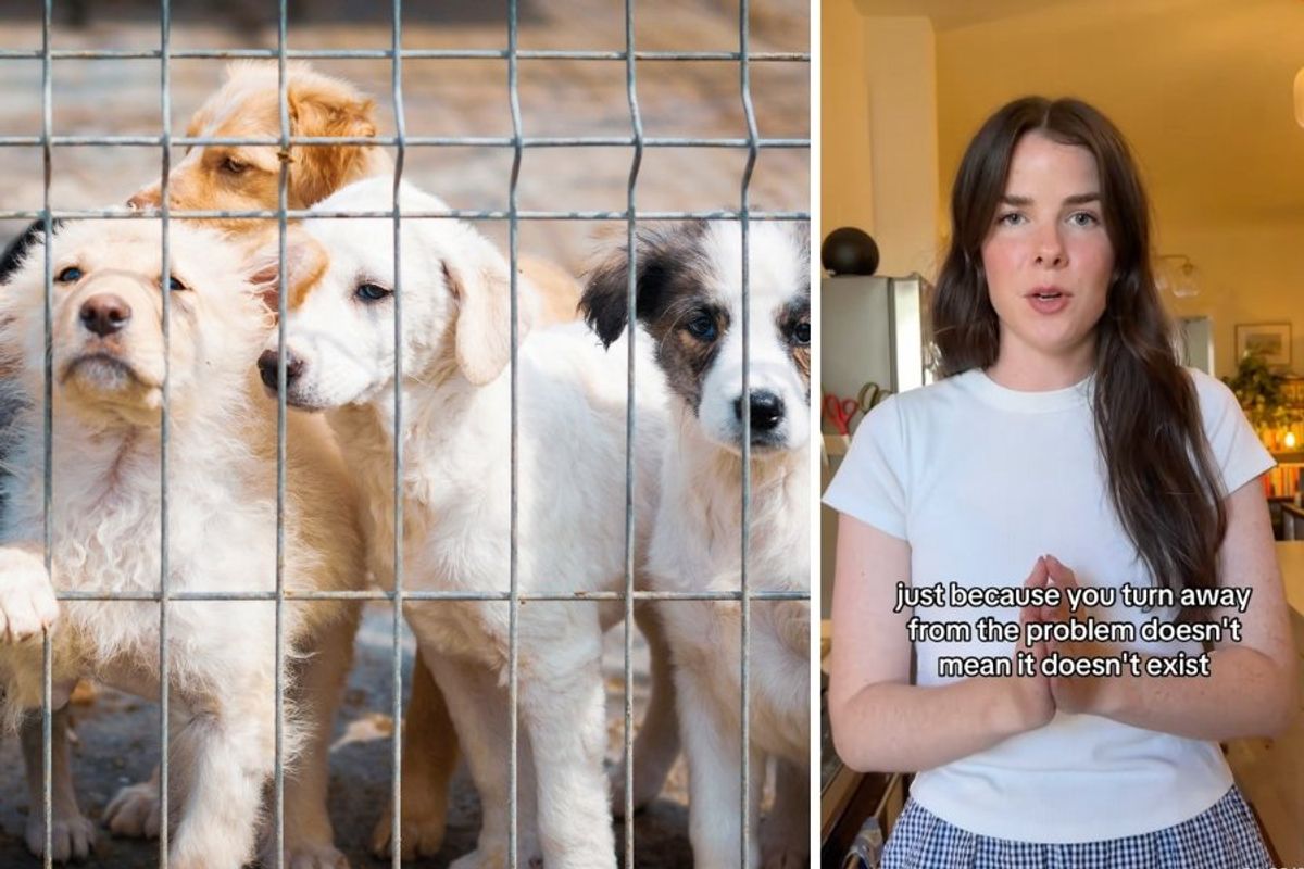 animal rescue, animal welfare, animal shelter, pet adoption, isabel klee