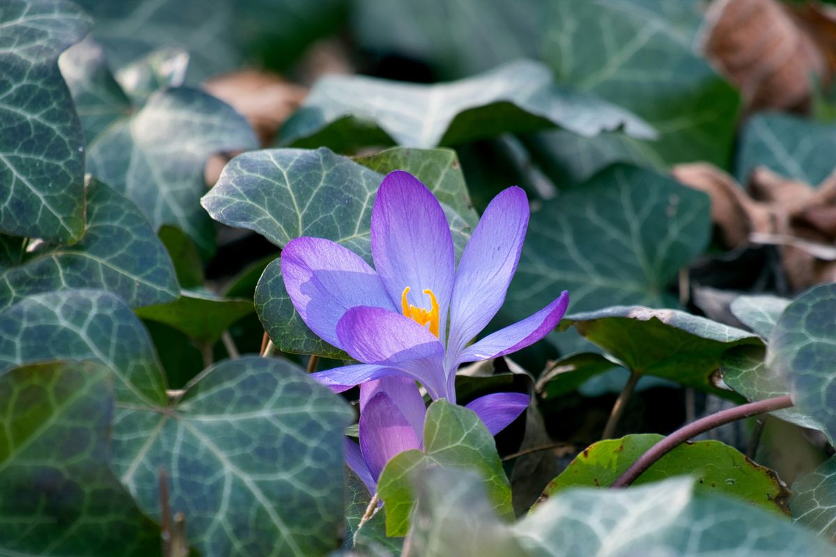 flower, peace, nature, kindness, earth