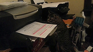 printer, printer paper, A4 paper, letter paper, 8.5 x 11, printing