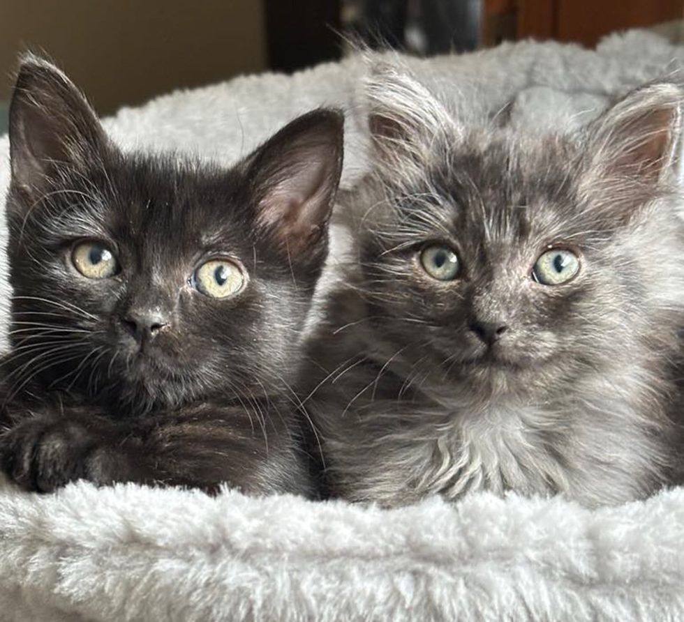 fluffy kittens
