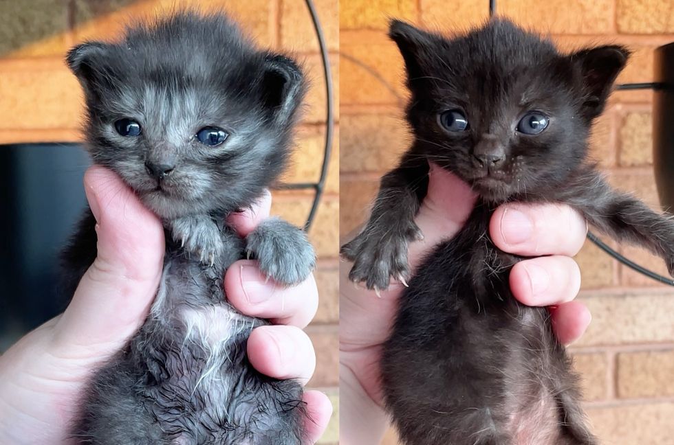 fluffy barn kittens
