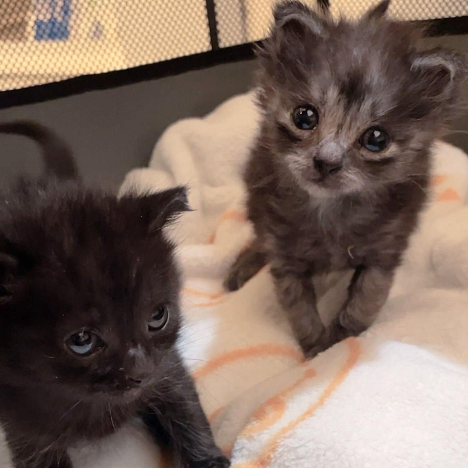 fluffy kittens tiny