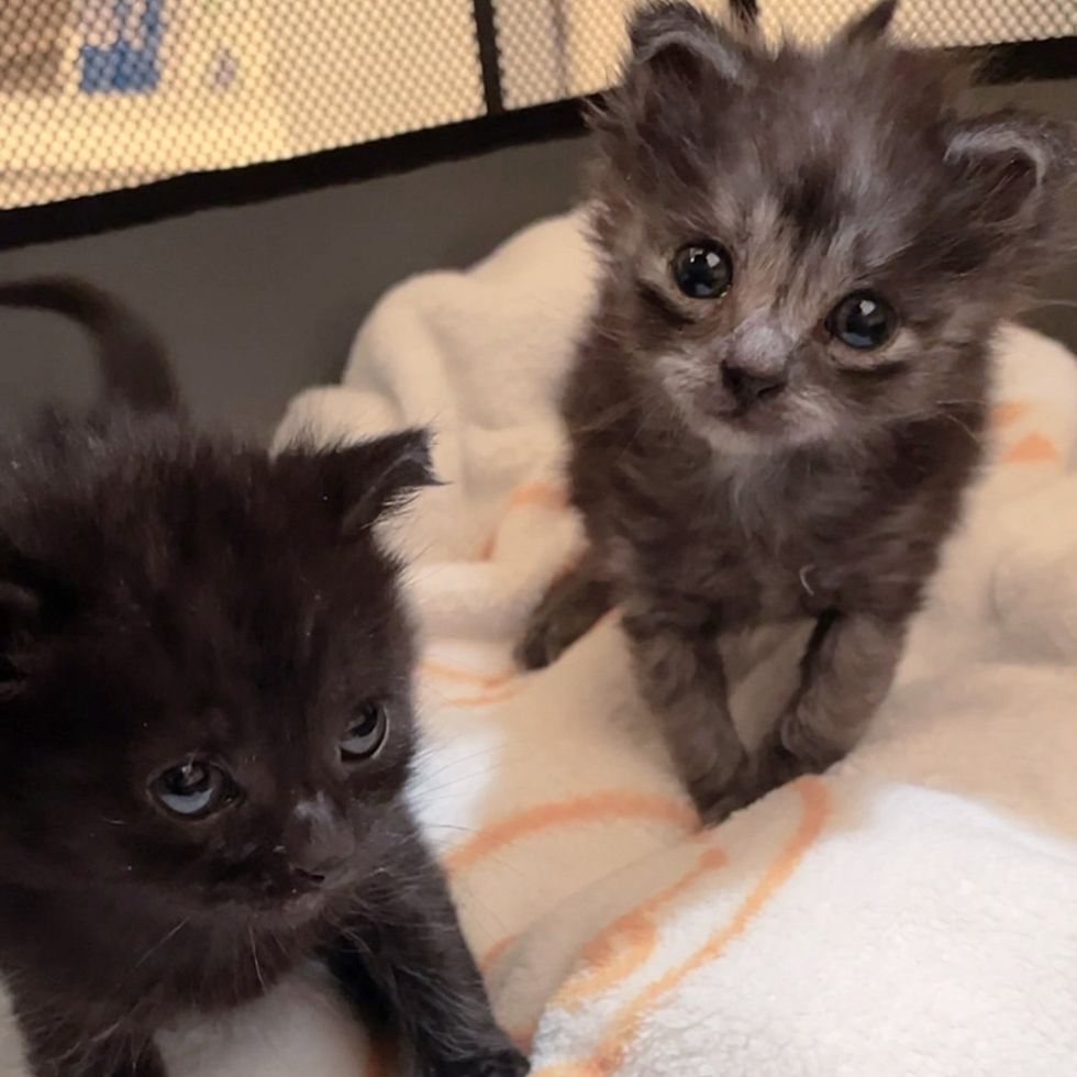fluffy kittens tiny