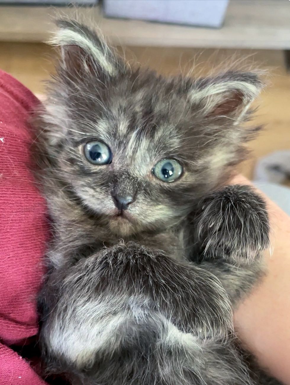 fluffy ewok kitten