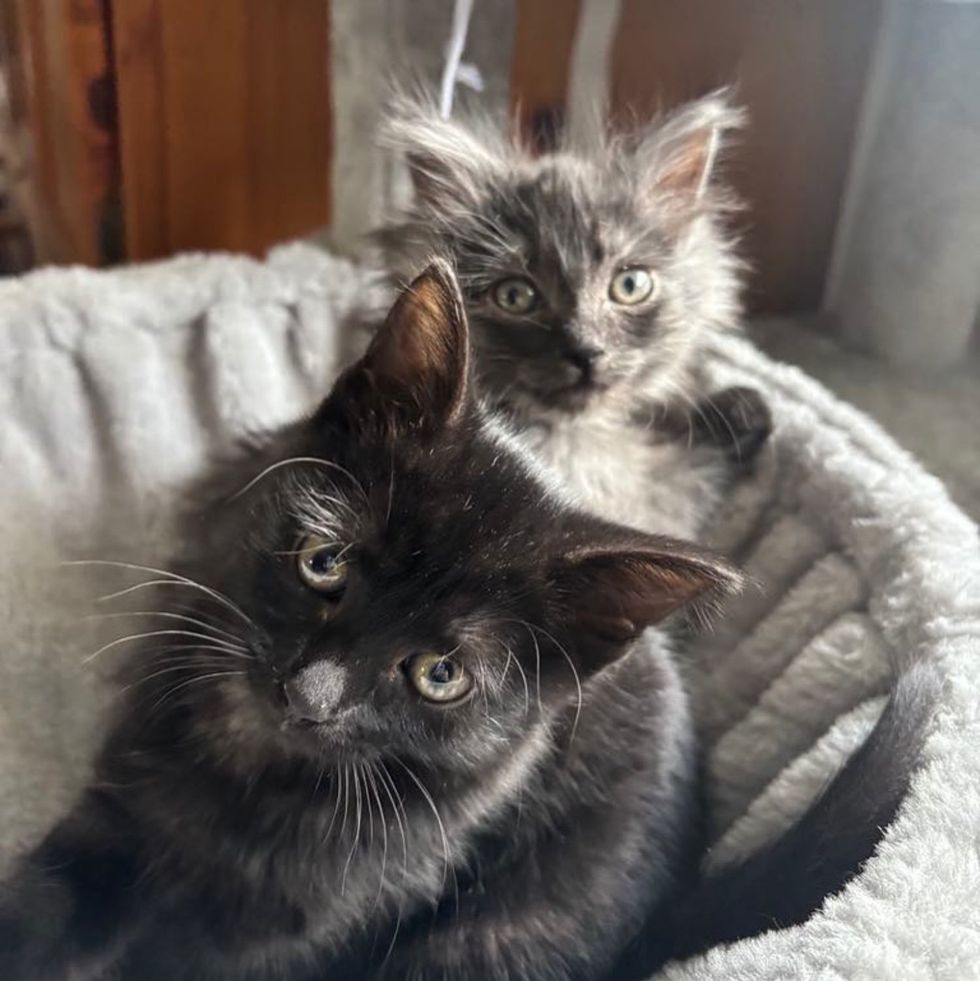 kitten best friends
