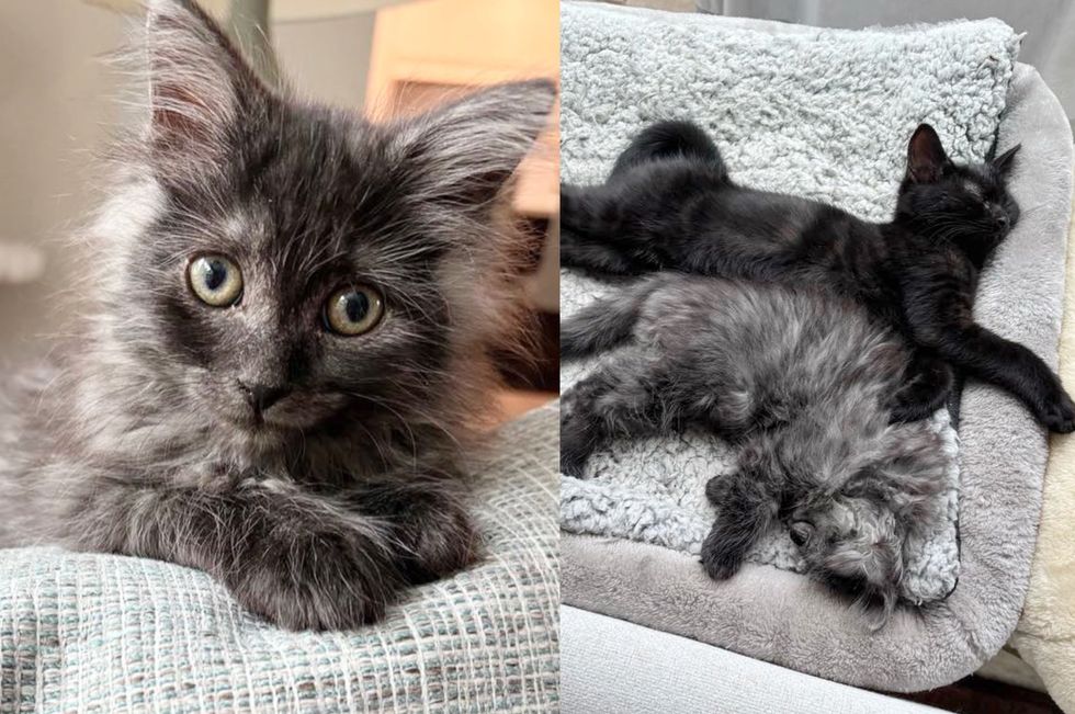 fluffy kitten friends