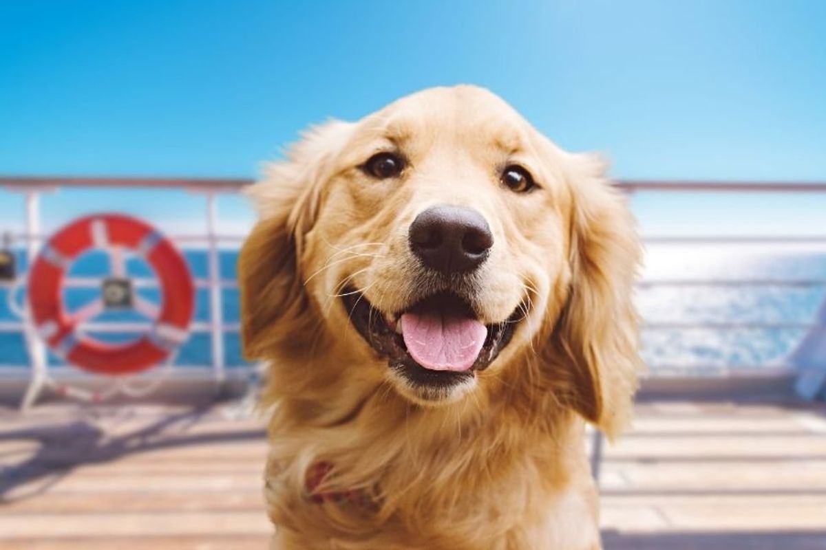 service dog, golden retriever, disney cruise, disney characters, good dog