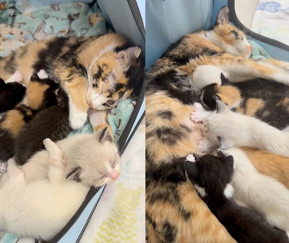 gatinhos de enfermagem de enfermagem de charneca de charneca