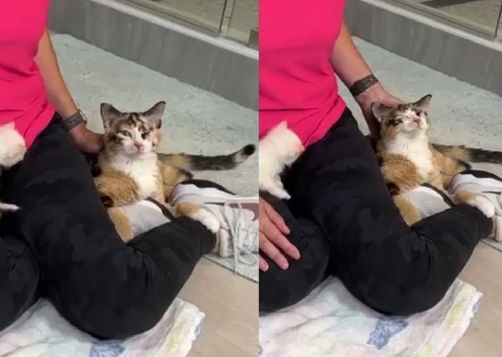 calico cat hugger