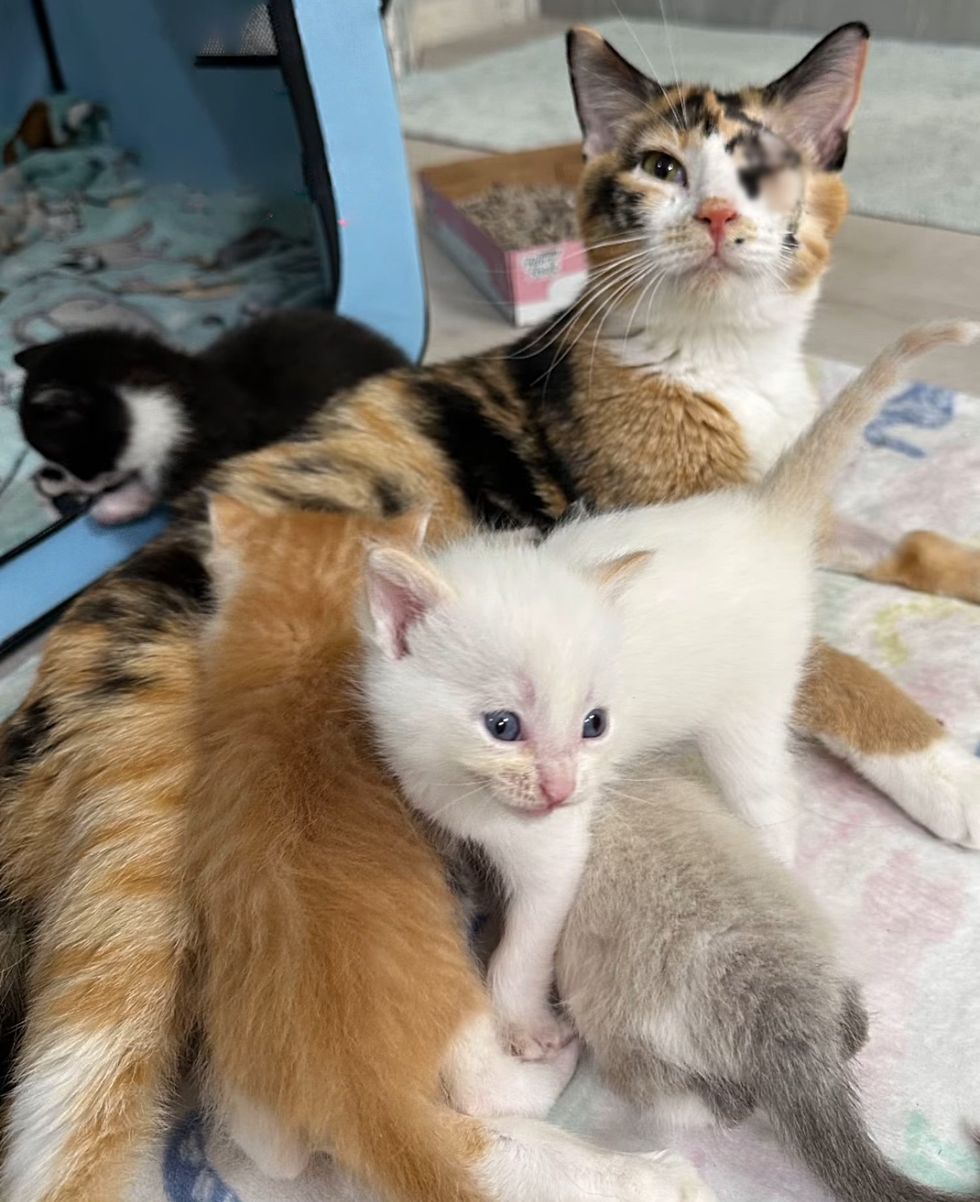calico mother cat kittens