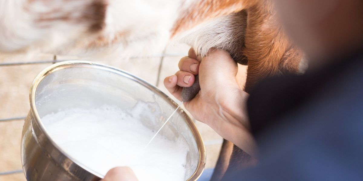 il vero latte alternativo a quello vaccino viene sempre dalla stalla