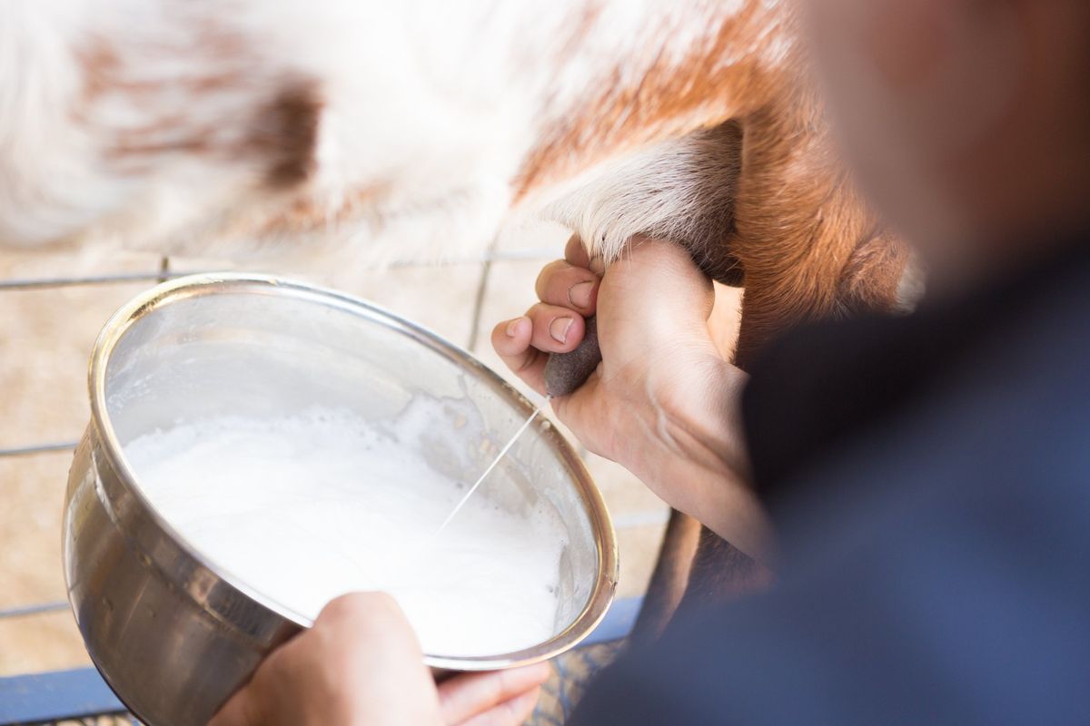 Il vero latte alternativo a quello vaccino viene sempre dalla stalla