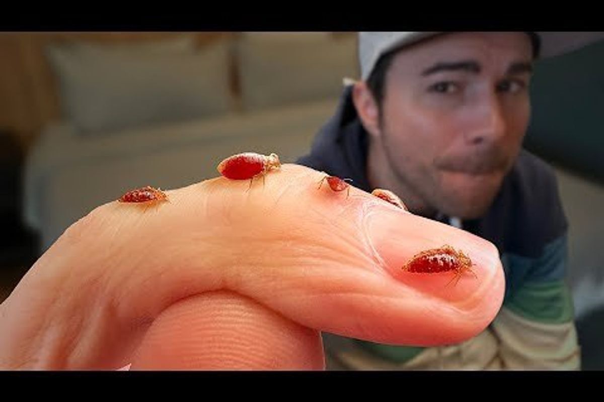 bed bugs, bed bug, infestation, how to get rid of bed bugs, tips