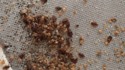 bed bugs, mating, bed bug, infestation, tips