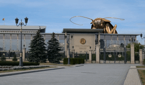 bed bugs, bed bug, insects, gif, infestation