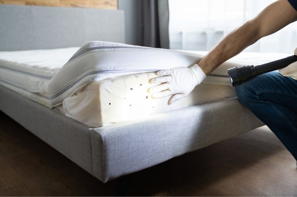 checking for bed bugs, bed bug poop, bed bugs in mattress, safety, tips