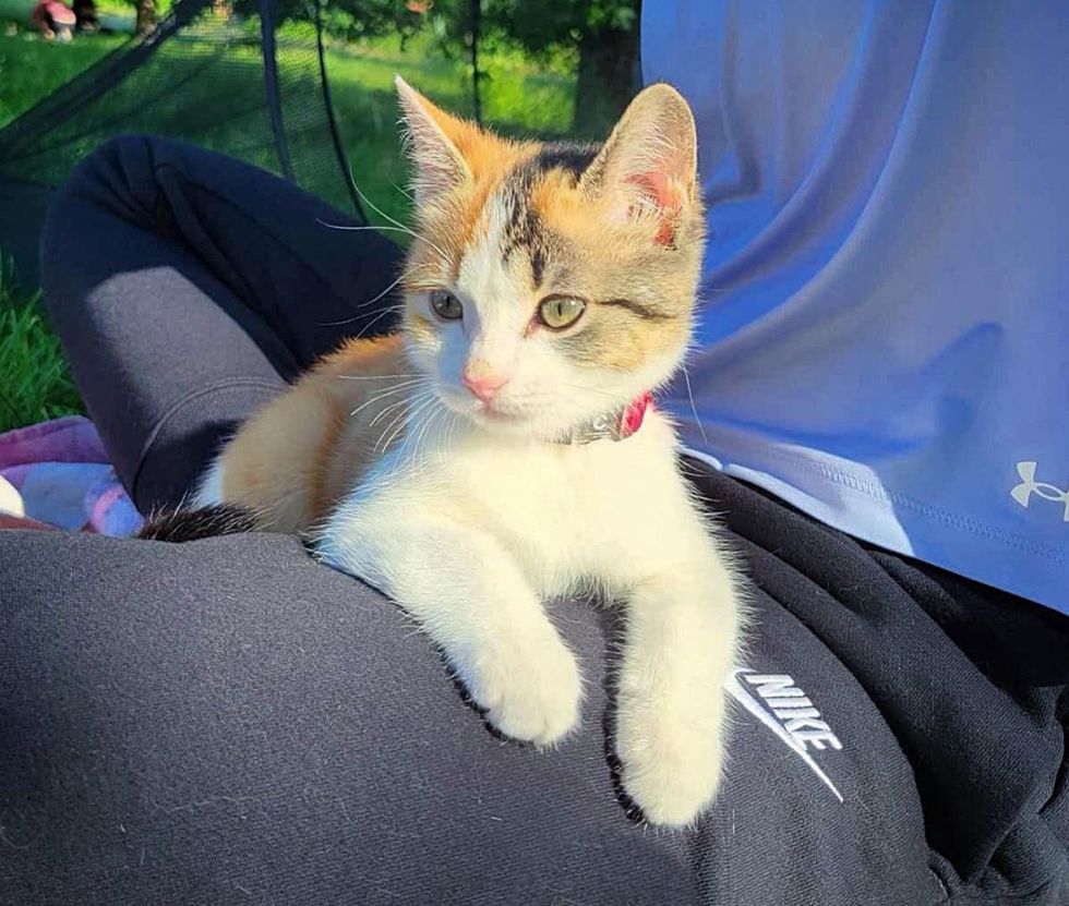 calico kitten adventurer