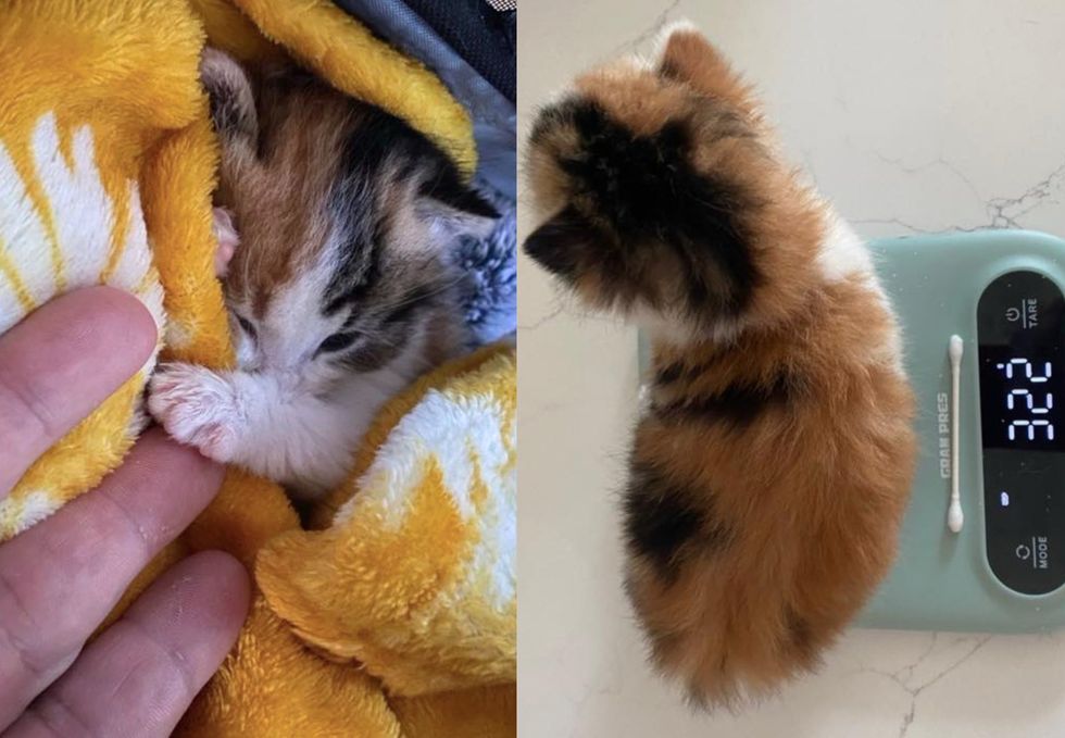 calico kitten tiny