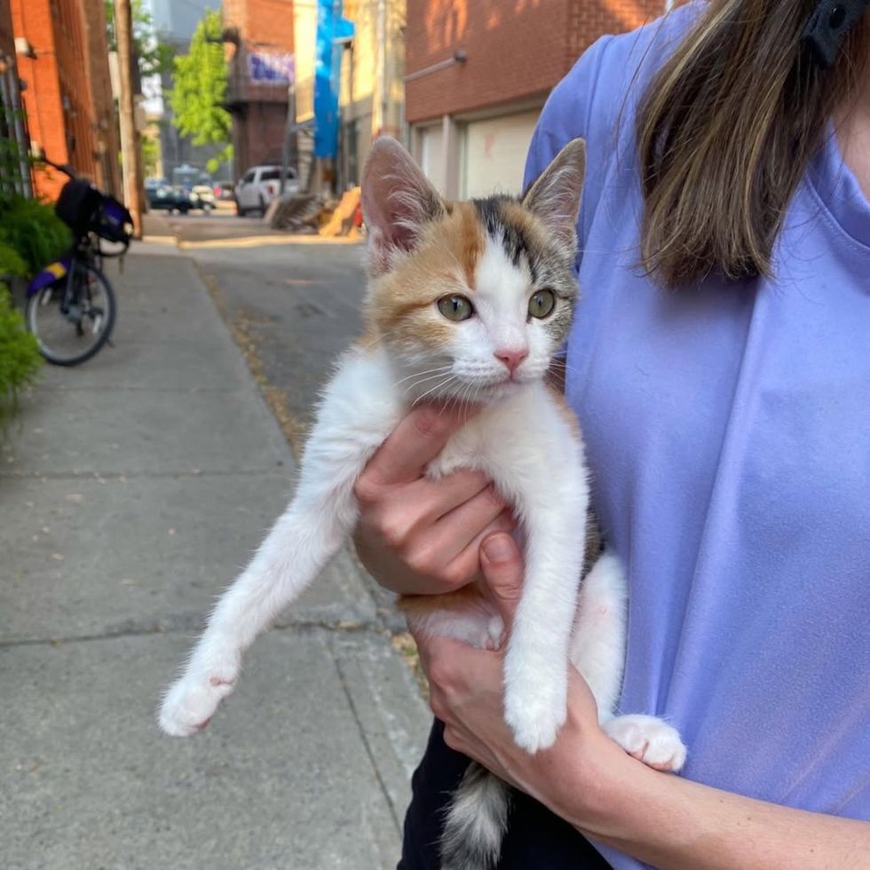 cat calico walks