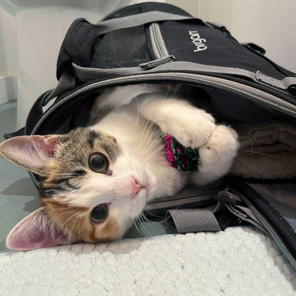 calico kitten toy