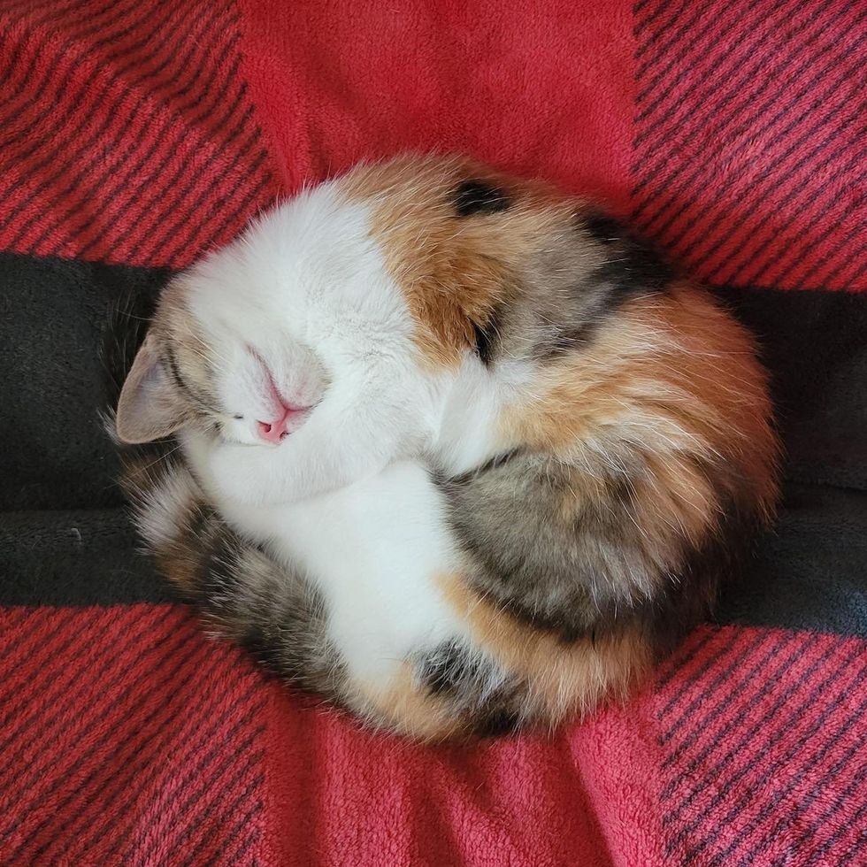 round calico kitten, sleeping cat
