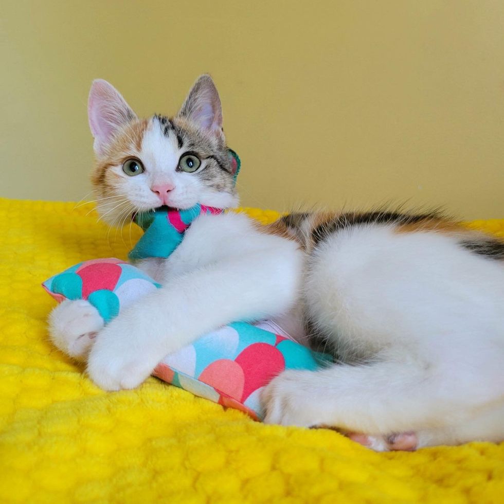 playful cat, calico kitten