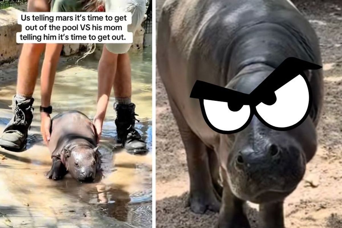 hippo, baby hippo, baby animals, zoo, zoo video, baby animals videos, cute animals, cute baby animals