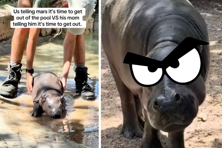 hippo, baby hippo, baby animals, zoo, zoo video, baby animals videos, cute animals, cute baby animals